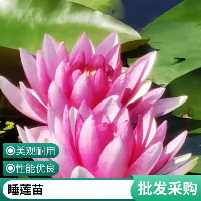 盆栽荷花 莲藕苗 睡莲苗 芦苇苗基地供应包种植保成活