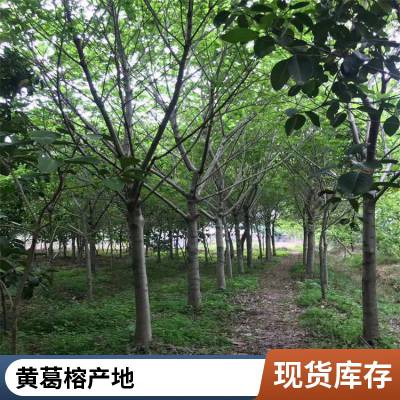 大叶榕树种植基地 大叶榕移植苗 黄葛树容器苗 黄葛榕假植苗