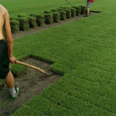 出售马尼拉草坪草皮 高尔夫球场用草 固堤保土 城市绿化草坪