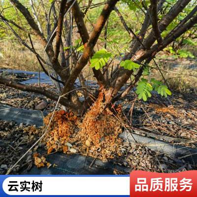 �����ص���ҩ����ʵ רҵ��ʵ������������