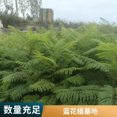 云南蓝花楹 丛生蓝花楹 30公分蓝花楹 绿化树 移栽苗蓝花楹