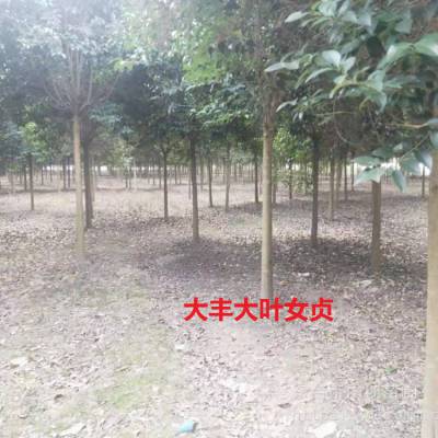 大叶女贞，江苏大叶女贞，3公分大叶女贞价格，精品大叶女贞树