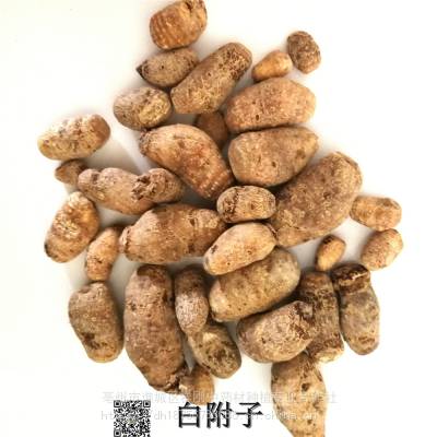 白附子药用用法及用量雷振子药用有什么药效