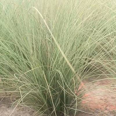 批发晨光芒水生植物水生花卉湿地种植园林造景晨光芒