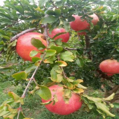红玛瑙石榴树苗 调价信息 悦栋苗木 泰山红石榴树苗 种苗小苗栽培
