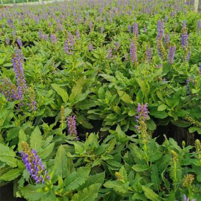 出售幻紫鼠尾草花海园林城市绿化工程苗别墅小区花坛色块装饰材料