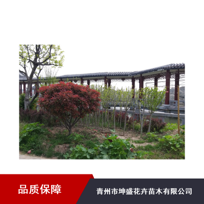 兰州城市风景园林绿化_坤盛园林绿化设计