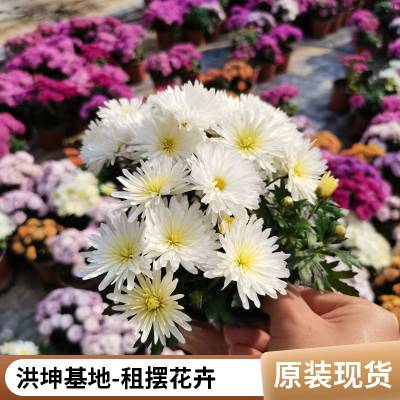 菊花品种 菊花苗价格 多色大菊花 品种菊花 颜色鲜艳 花色多