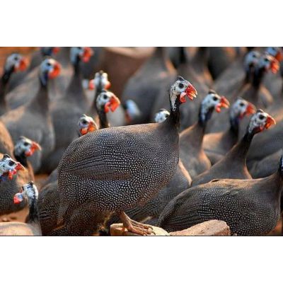 全国托运购买芦花鸡苗黄芦花鸡苗怎么才能能赚钱购买芦花鸡苗