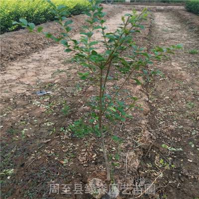 陕西苗木批发-小叶女贞造型-苗圃现挖-***
