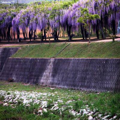 粗度2厘米高度3米紫藤 紫藤专业繁育基地