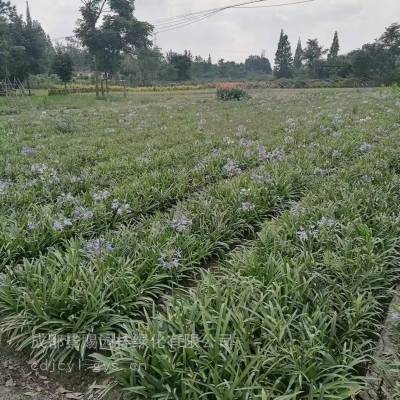 百子莲批发基地 有百子莲小杯 百子莲大杯 百子莲地苗出售