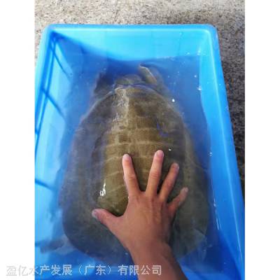 甲鱼苗种类 淡水养殖甲鱼苗 价格行情 盈亿水产