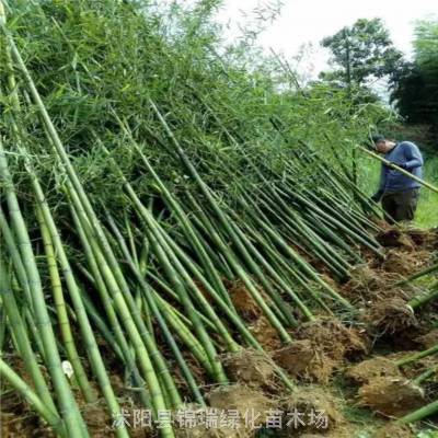 竹子 四季常青竹子苗 耐寒竹子 8~9~10米高绿化工程用竹子