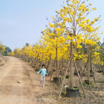 福建全冠黄花风铃木、黄花风铃木产地直销、优质黄花多花风铃木福建大量批发、森华花卉直销黄花风铃木树木