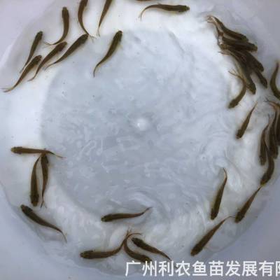 银鳕鱼苗大鳞鲃苗***格淡水银鳕鱼苗养殖基地