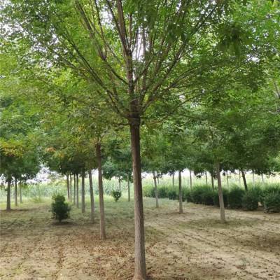 海西30-35公分造型国槐树 绿化街道抗性强