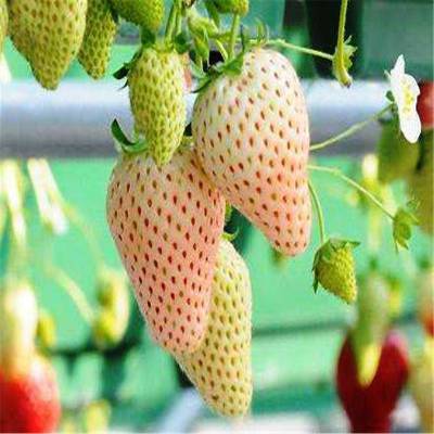 丰香草莓苗价格 小白草莓苗价格 适合南方种植的草莓苗品种
