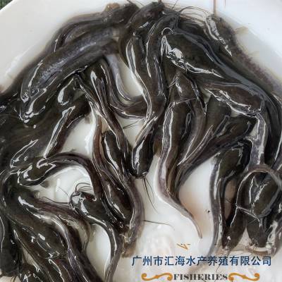 热销胡子鲶塘鲺鱼苗 埃及塘鲺鱼苗 全年供应各种规格埃及塘鲺鱼苗