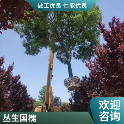 国槐基地 21-22-23-24-25公分造型国槐树 量大现货 精品苗木 适应性强