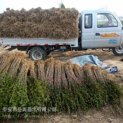 0.5公分大红袍花椒苗 批发出售1年花椒苗