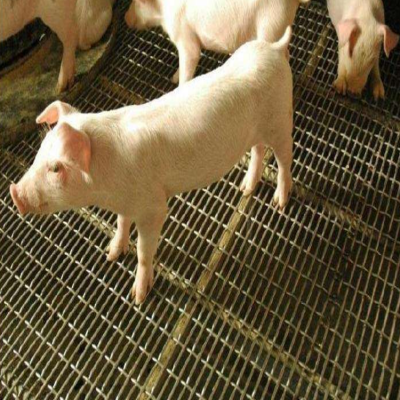 专业批发养猪网 母猪分娩栏漏粪网育肥猪专用网