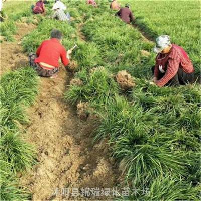 锦瑞园林 500万株细叶麦冬草 批发急售 苗圃到期清地价