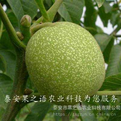 晋丰核桃树苗基地、晋丰核桃树苗一亩栽多少棵