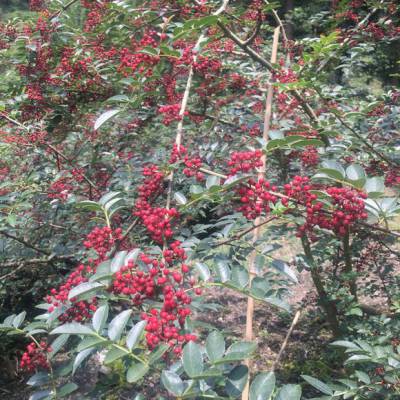 山西花椒苗种植基地销售 嫁接无刺花椒苗 结果花椒苗 矮化花椒苗