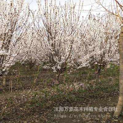 十一公分紫叶李 紫叶李产地直销 红叶李基地 万象花木