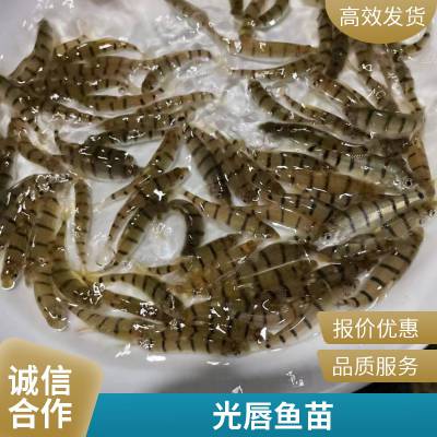 大型冷水溪水石斑鱼苗 红腹光唇鱼苗 好养花斑水花 成活***