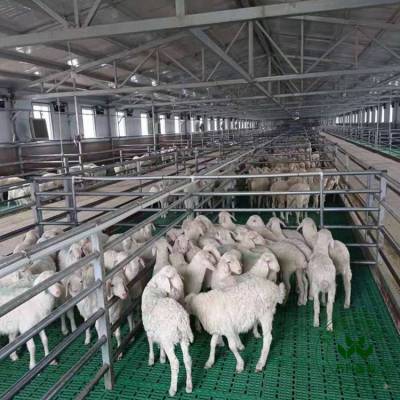 塑料羊粪板 羊羔产床 小尾寒羊保育网床 新疆养殖设备 羊粪板地板支撑梁