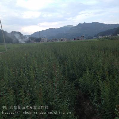 公共绿地观赏紫薇苗_道路绿化百日红苗_利川市信都喜光紫薇苗基地