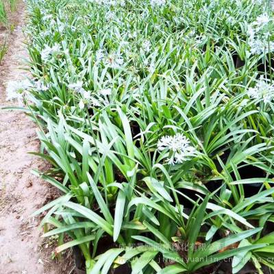 百子莲基地直销，***出售，新百子莲等各种草花报价