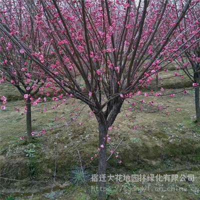 2021年江苏沭阳地径8公分红梅树红梅小苗风景树价格表多少钱一棵 基地 图片