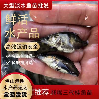 广东港明渔业批发 高质量黄骨鱼苗哪里有 水花 朝苗 寸苗 ***格