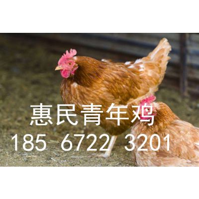 鹤壁市惠民青年鸡养殖直销 厂家直销优质60-120日龄育成鸡 后备鸡 青年鸡