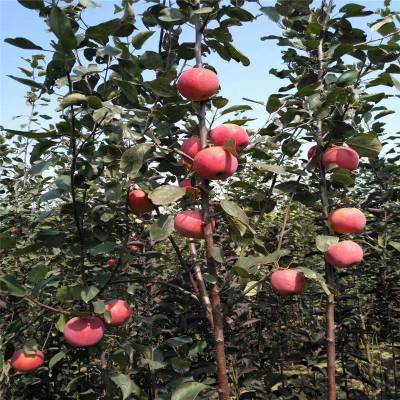 红富士苹果苗 中秋节成熟上市的品种口感颜色好 惠农农业