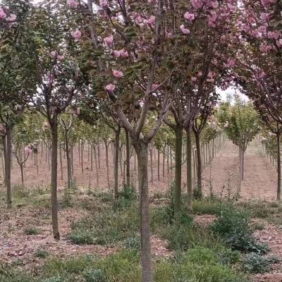 洛津园林常年出售4公分到15公分樱花大小规格齐全自产自销