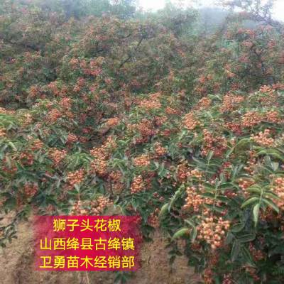 无刺花椒苗价格=哪里有无刺花椒苗种植=1米无刺花椒苗