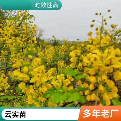 ��ʳ�����Է���С���Զ��׳������ʳ��