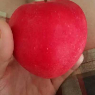 鲁丽苹果苗多少钱一棵 鲁丽苹果苗新报价 山东苹果苗批发基地