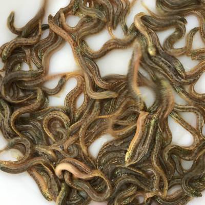 杭州宝悦泥鳅苗出售报价泥鳅苗养殖场