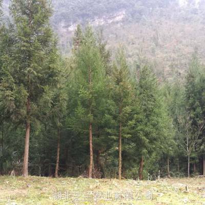 湖北柳杉基地批量供应园林用柳杉树 米径10公分行道景观树新品种柳杉价格优惠