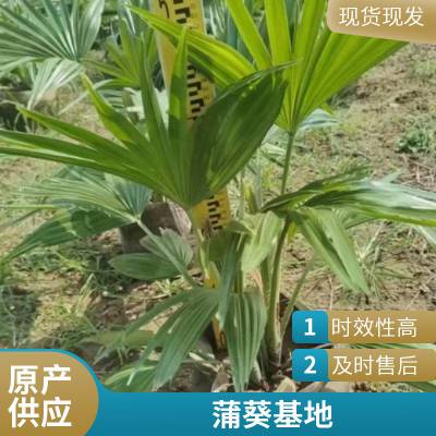 蒲葵种植基地 高度2-3米 棕榈树容器苗