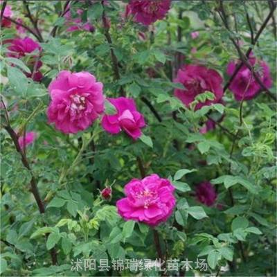 四季玫瑰（紫枝玫瑰）观赏性强 夏秋赏花 秋季看果 冬春观枝