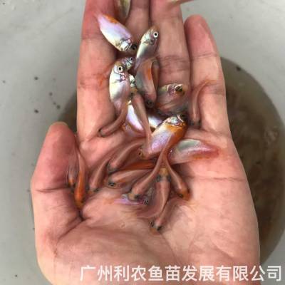 红罗非鱼苗彩虹鲷鱼苗***格红罗非鱼水花养殖基地