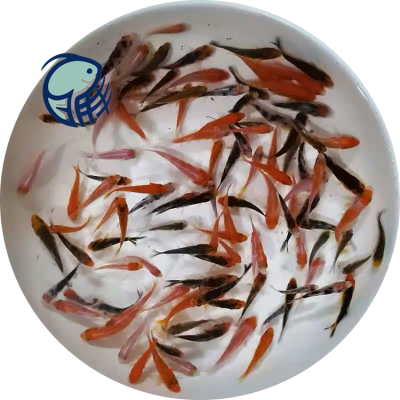 厂家批发锦鲤鱼苗青川锦鲤苗锦鲤批发市场