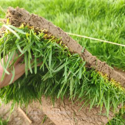草坪铺设方法|草皮卷|剪股颖草皮