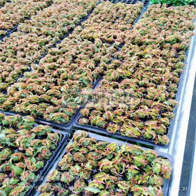 低碳网片移动苗床 盆栽育苗床网片加工 自动化牧草栽培用移动苗床